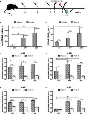 Vaccination With a Single Consensus Envelope Protein Ectodomain Sequence Administered in a Heterologous Regimen Induces Tetravalent Immune Responses and Protection Against Dengue Viruses in Mice